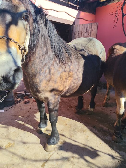 Vând o iapă și un harmăsar