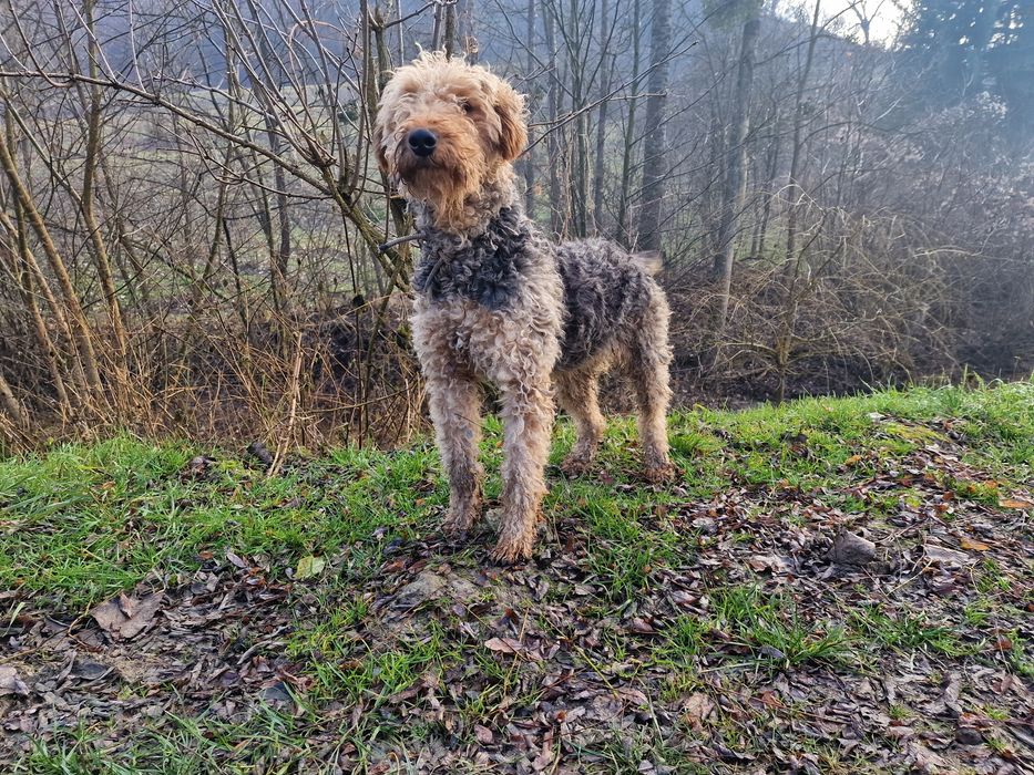 Femela Airedale Terrier