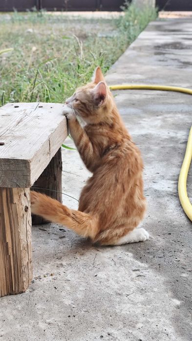 Отдаю котенка (кошечка)