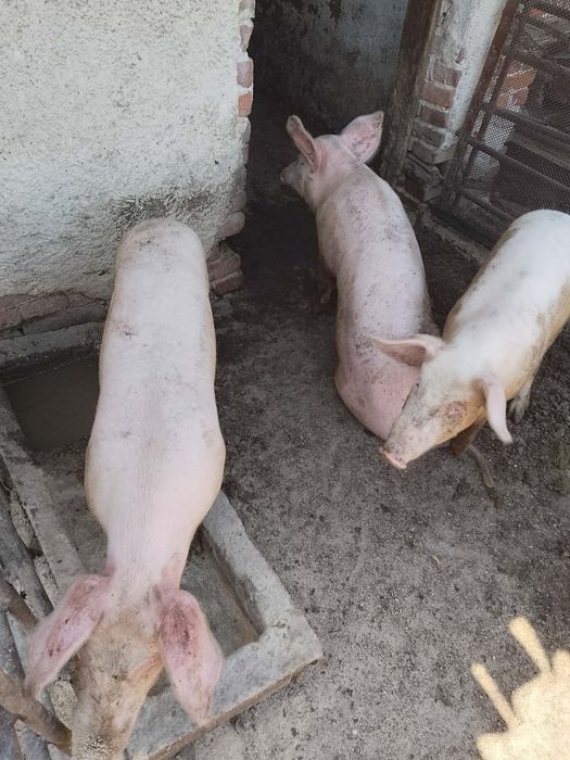 Малки прасета бяла българка