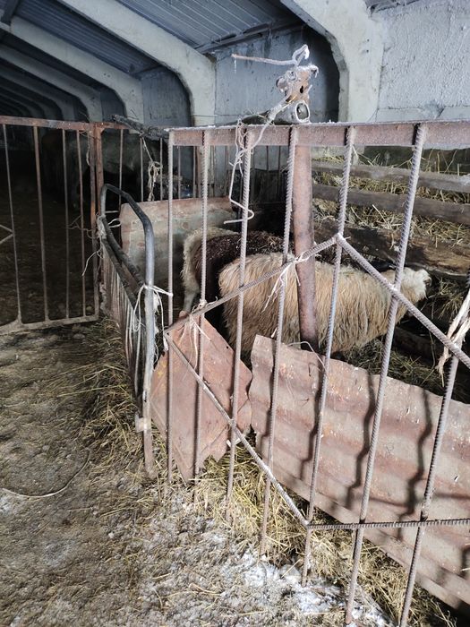 Продам Баранчиков курдючные 60тыс