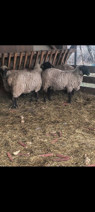 Vând patru oi de ținut sau taiat