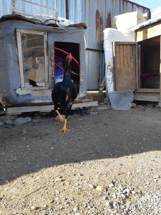 Бойцовие петушки