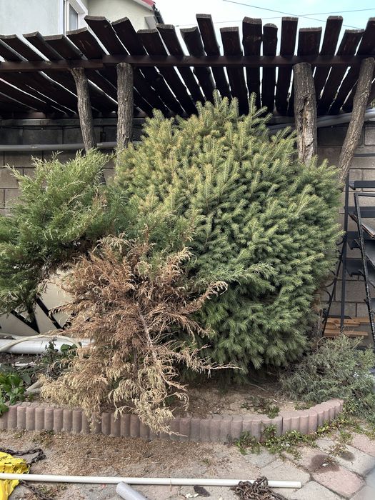 Продам живые ёлки