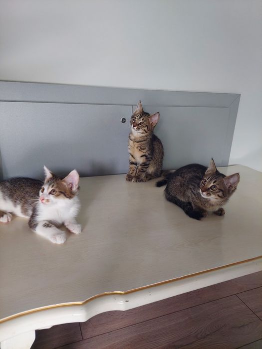 Котенок мальчик Ташкент