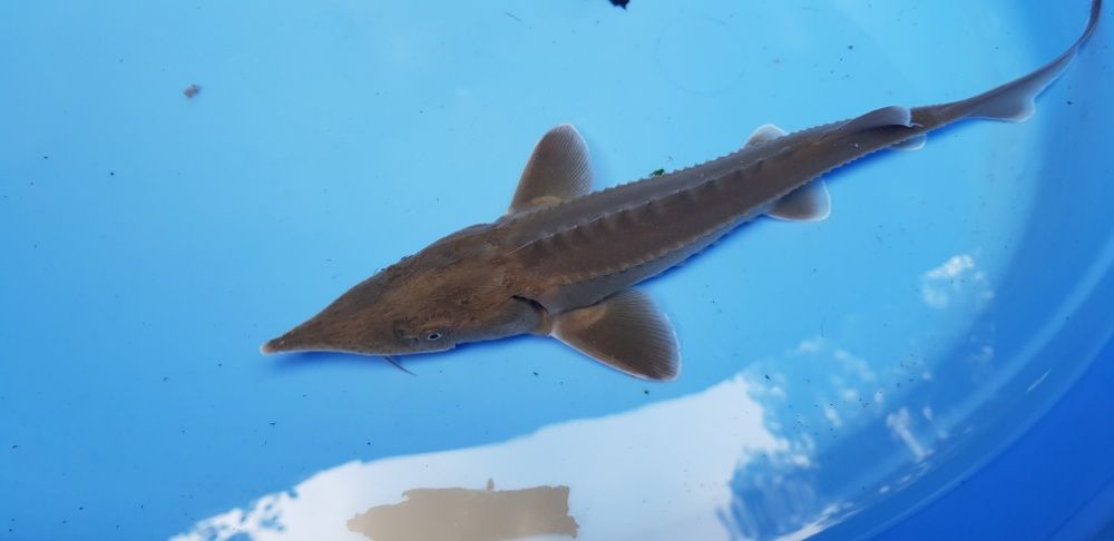 Vand sturioni(aligator,) , crapi koi , butterfly, subunchini si oranda