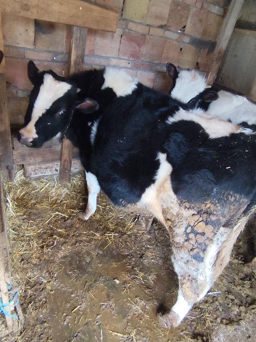 Продават се 2мъжки телета на 8месеца