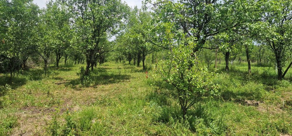 Teren intravilan de vanzare 3400 mp, la 2 km de Valenii de Munte, comuna Drajna de Jos
