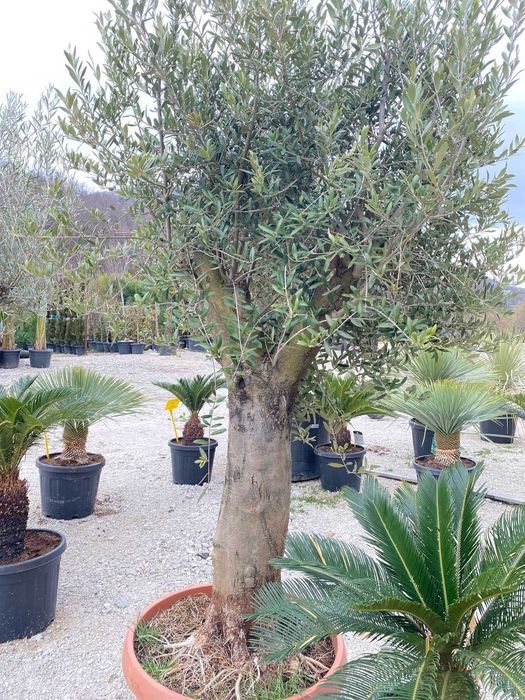 Maslin  secular   decorativ