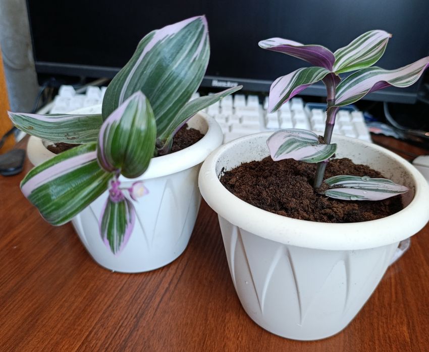 Продам красивый  Нанук