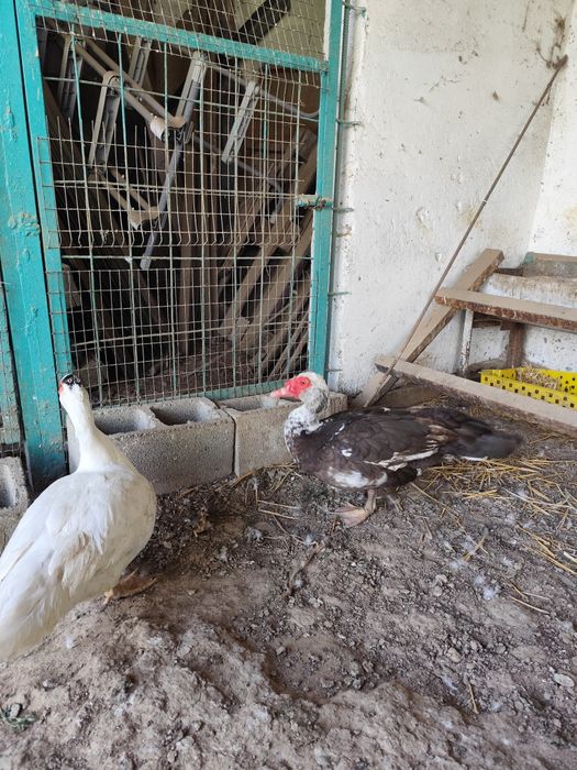 Продам индоуток и селезнеи.