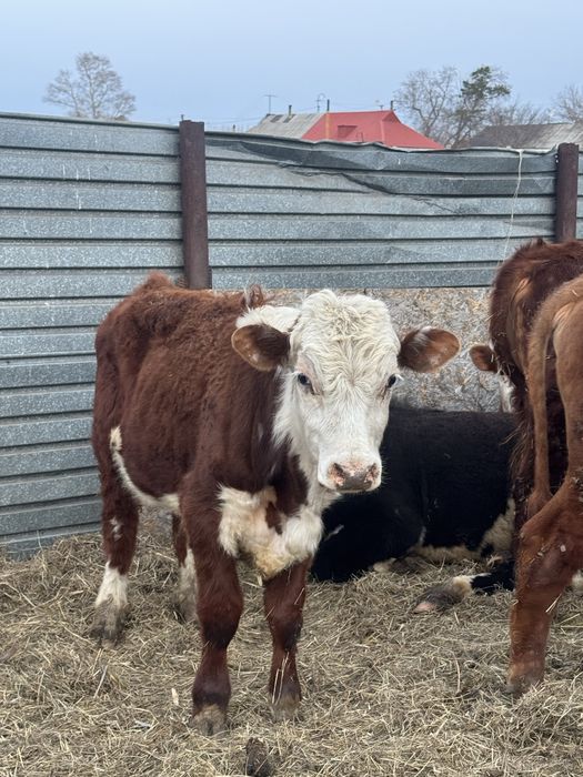 2 ақбас сатылады