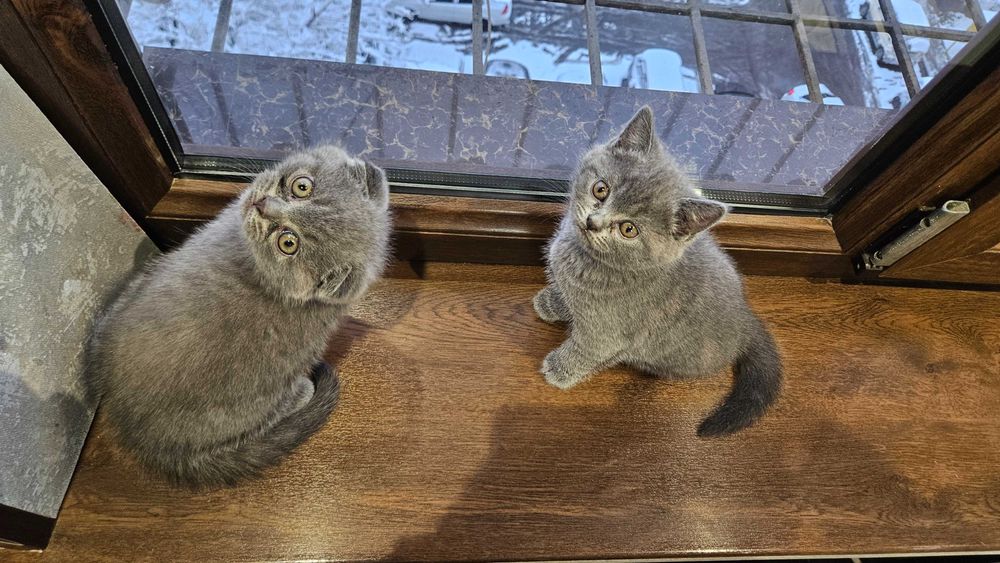 scottish fold Котята