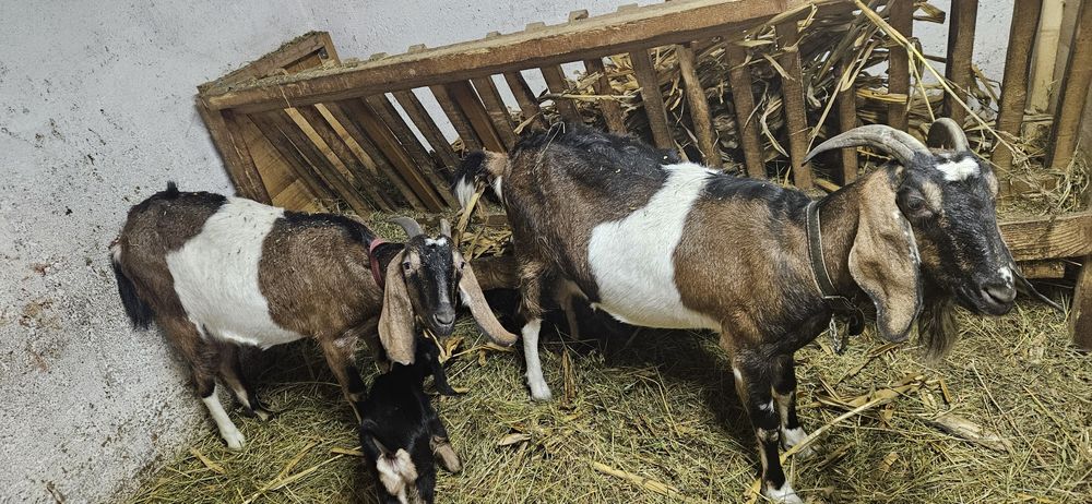 Capra anglo-nubian  a2a fatare cu iadă si ied