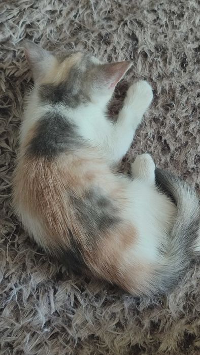 Красивый котенок