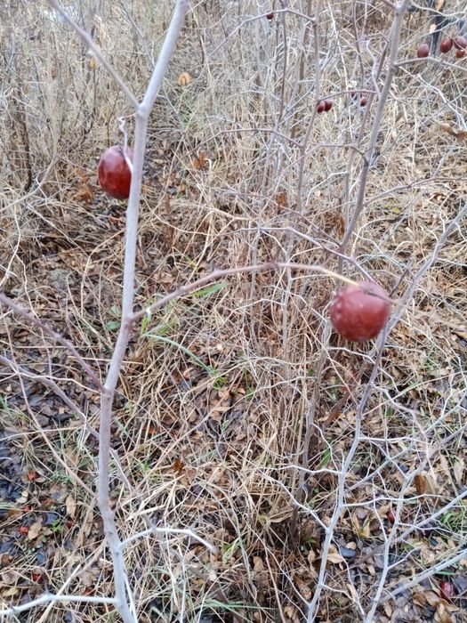 Chilonjiyda koʻchati