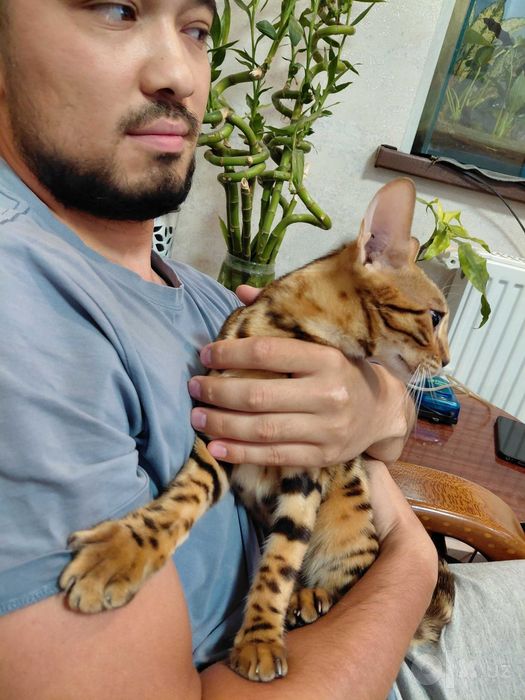 Элитная клубная Бенгальская кошка чистой золотистой породы СРОЧНО!