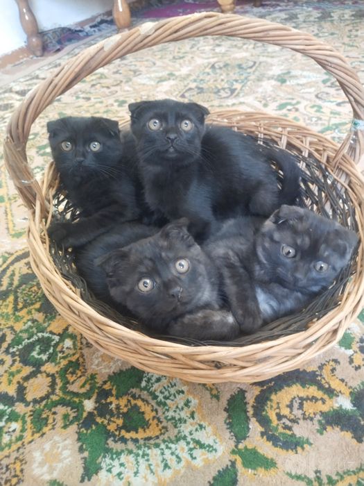 Британский скотиш фолд