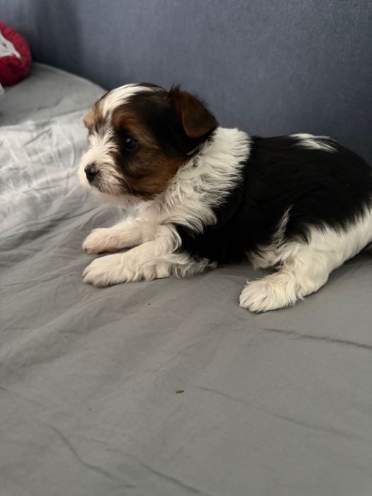 Бивер йоркширски териер