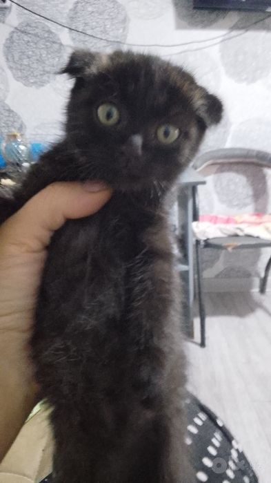 Котик 2.5 месяца ищет заботливую семью
