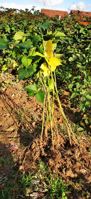 Butas mur Thornfree de 1-3 ani