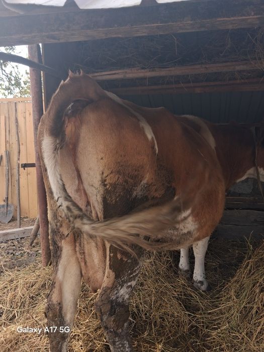 Vaca de vanzare gestanta