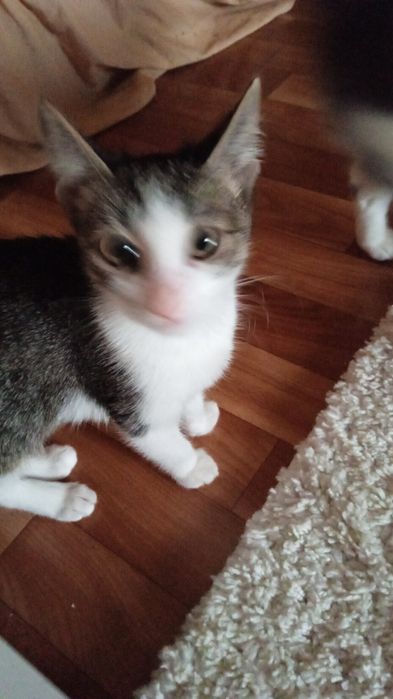 Отдам котят в добрые руки