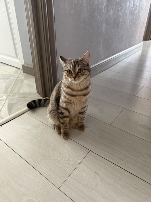 Отлам кошку даром