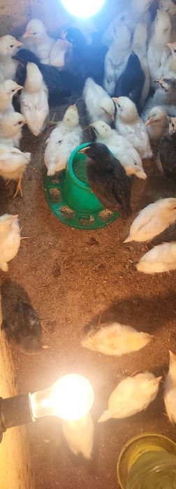 Цыплята домашние