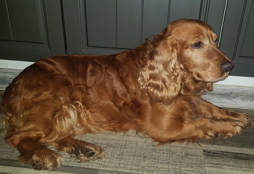 Ищем девочку чистокровную