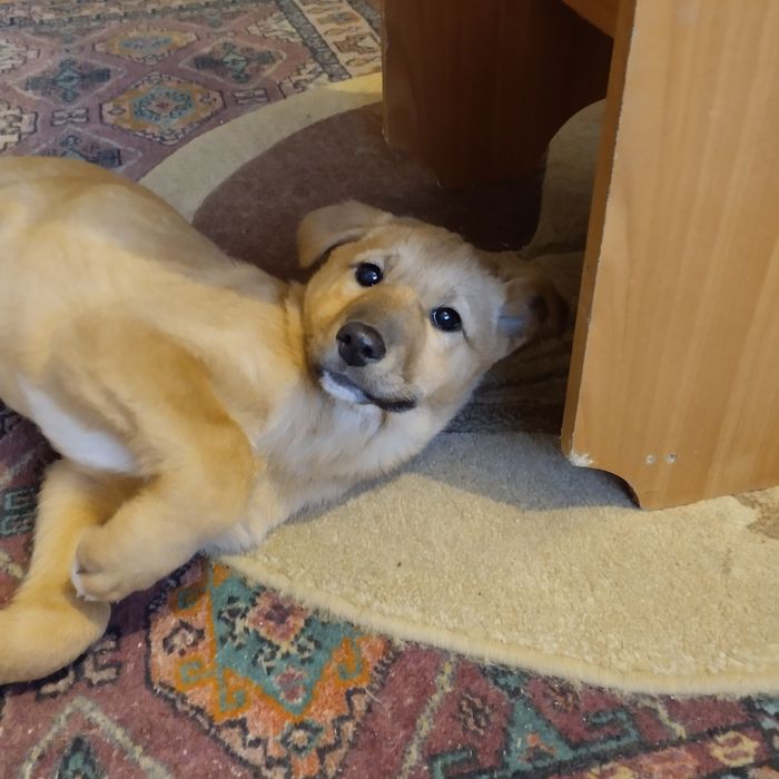 Отдам в добрые руки