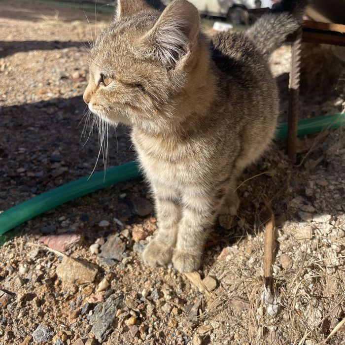 Отдам котенка в хорошие руки