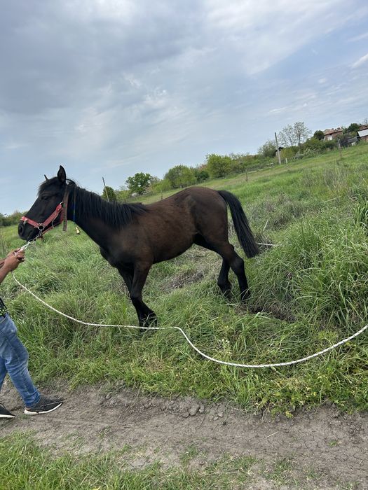 Женски кон ………..
