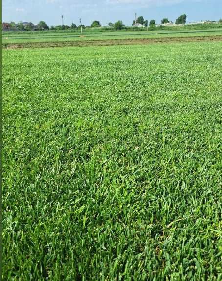 Gazon rulou Insamantare si sisteme de irigatii