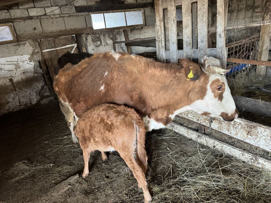 Продам корову с теленком 2 месяц