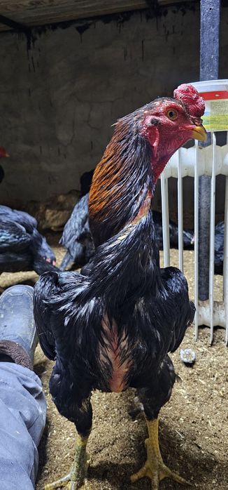 Дакан бойцовая птица