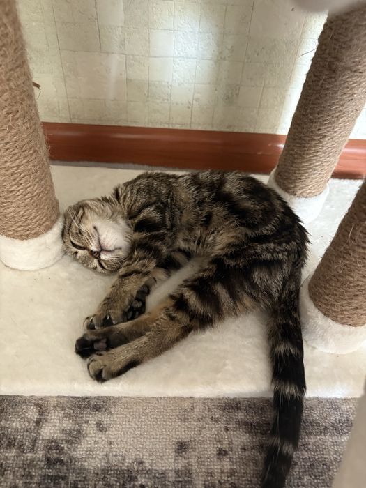 Котенок Вислоухий британец в добрые руки