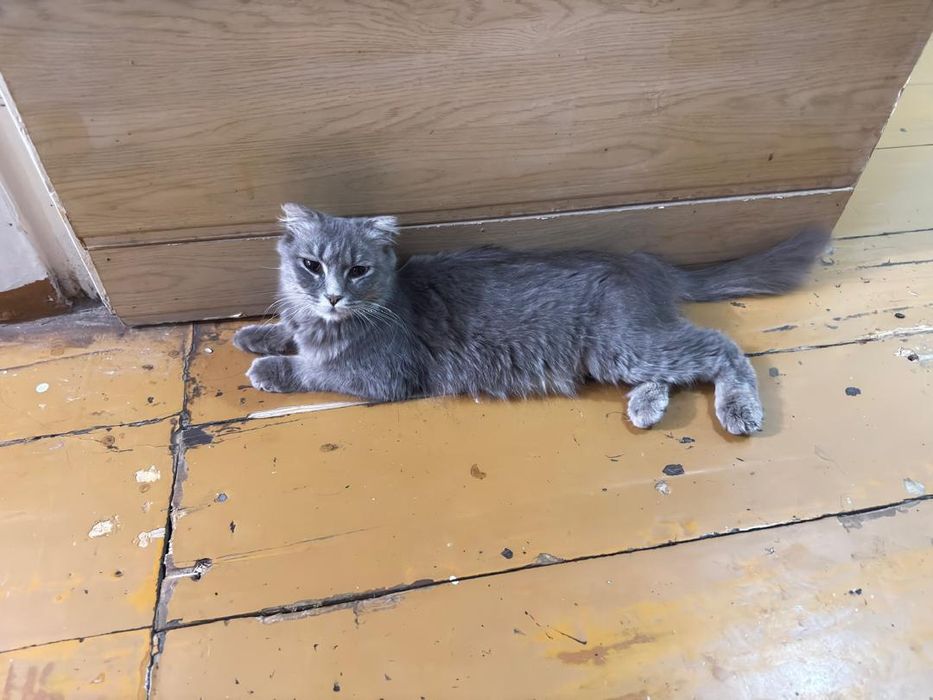 отдам кошку скотиш фолд