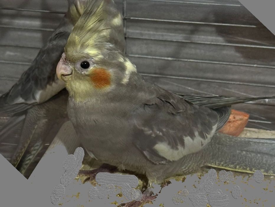 papagali nimfe de vanzare