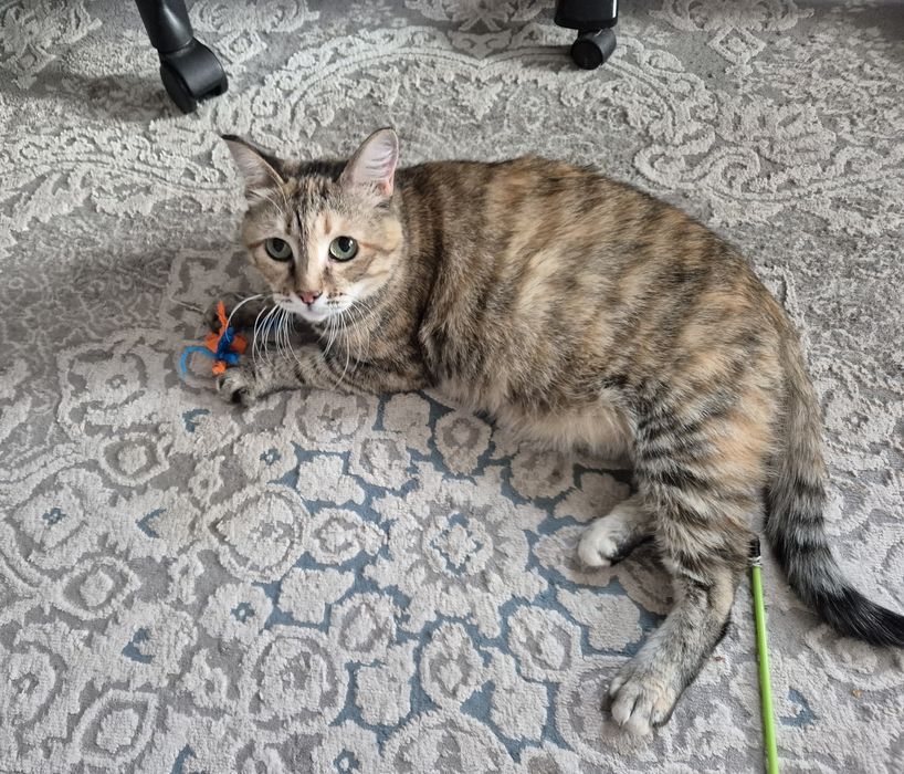 Ищу кошке свой дом