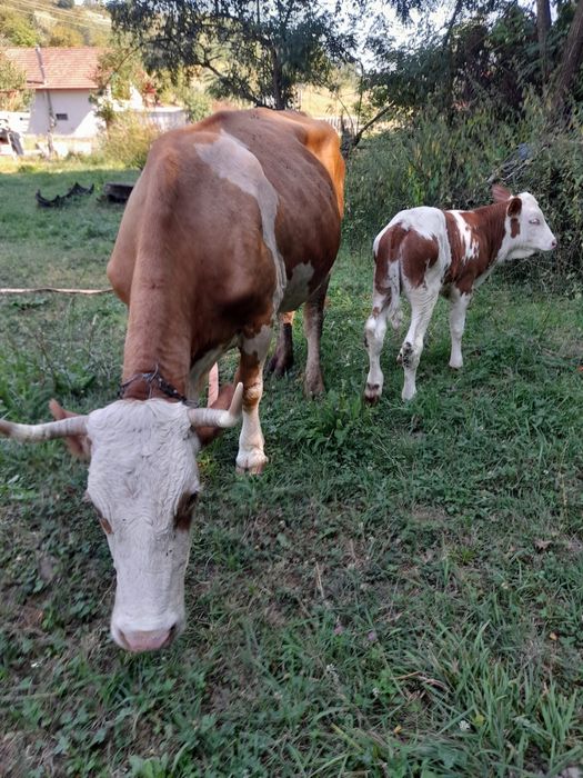 Vând vaca de 9 ani