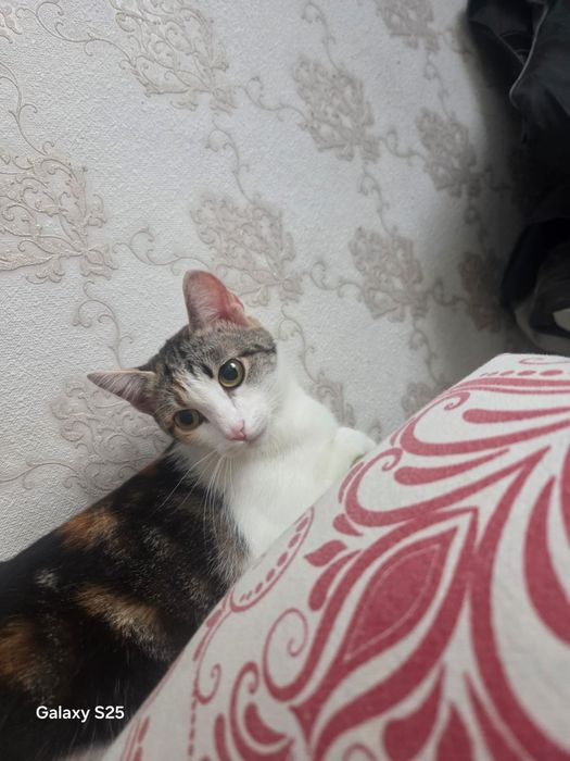 Отдам в добрые руки