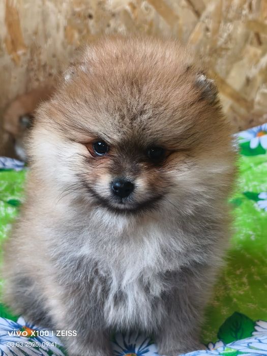 Очаровательные щенки шпица.