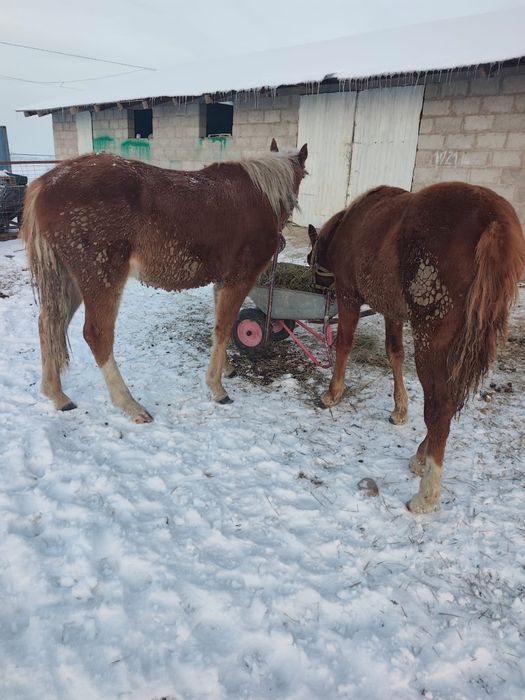 Жылқы тайларымен