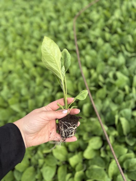 Vand rasad de legume