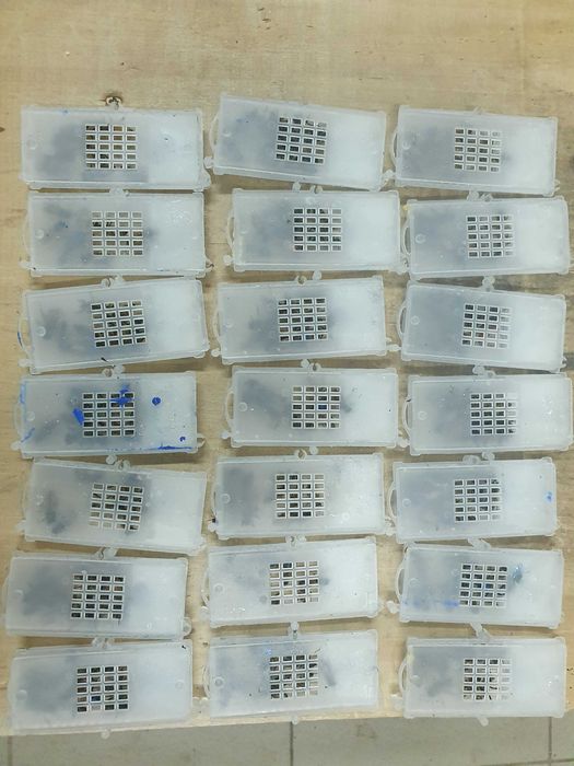 Matci buckfast,carnica și carpatine f1 imperecheate