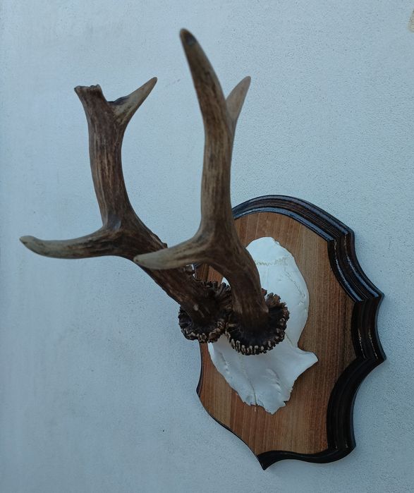 Трофей от сръндак.Рога.
