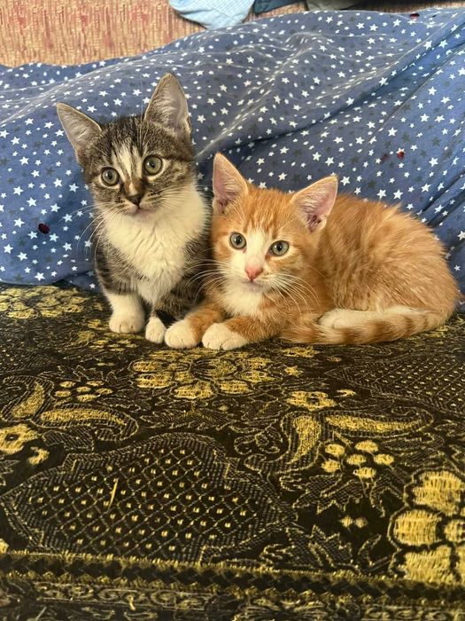 Ofer pisicuțe cuminți