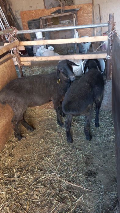 Продам кошкаров и тохтушек