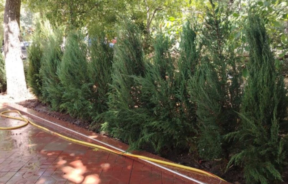 Забор из ёлок доставка посадка